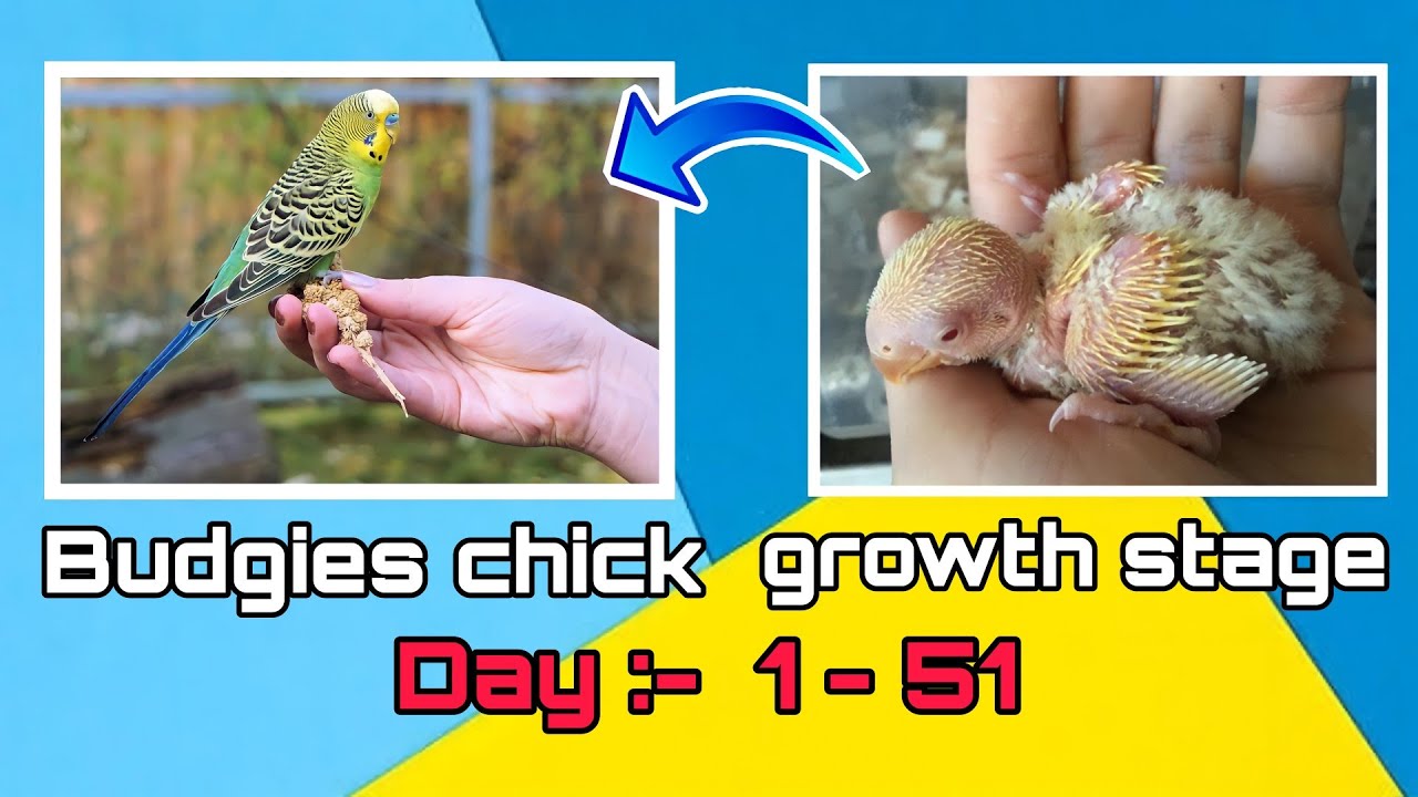 കുഞ്ഞു ലൗബേർഡ് അങ്ങനെ വലുതായി Budgie growth stage|First 51days baby timelapse malayalam|Egg to adult