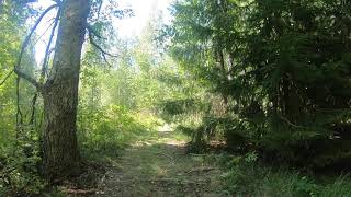 Расслабляющие звуки для сна, медитации. Прогулка по летнему лесу./ Walking in the forest.