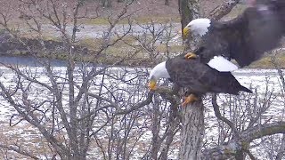 Decorah North Nest |  Mating as part of their bonding process ~ 12-21-2018