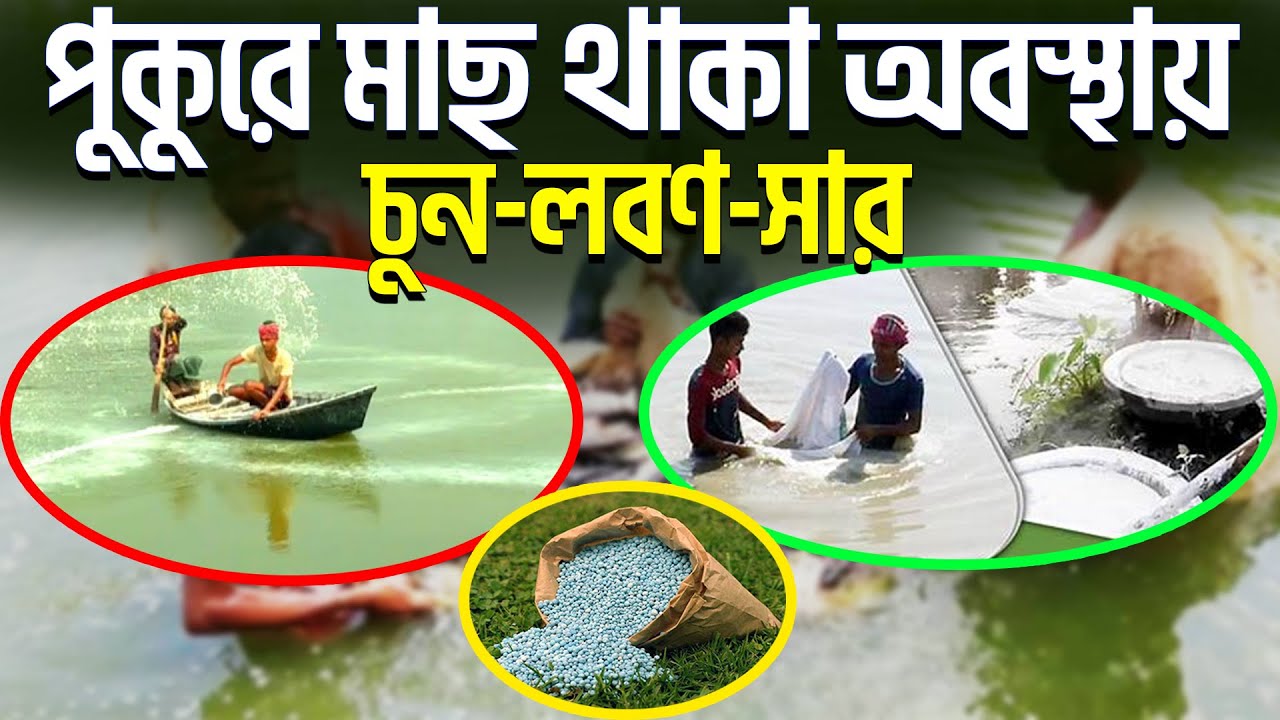 পুকুরে মাছ থাকা অবস্থায় চুন-লবণ-সার || কতদিন পর পর ও কতটুকু  দিবেন || #shakibagro
