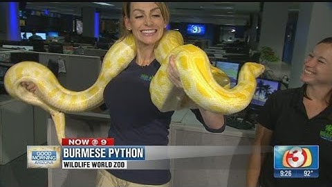 Wildlife World Zoo: Meet Kaa the albino Burmese Python