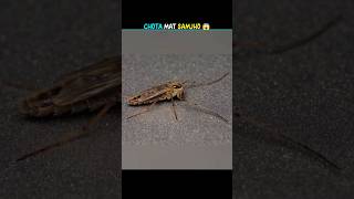 Small Insect🐝 Big impect😱