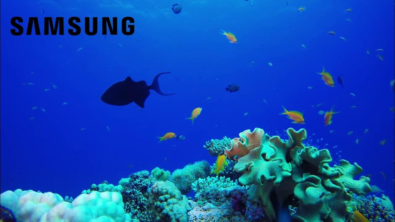 Samsung 4k Ultra Hd Demo Video Download SAMSUNG TV 4K DEMO VIDEO | SAMSUNG 4K HDR DEMO VIDEO TEST | QLED | OLED