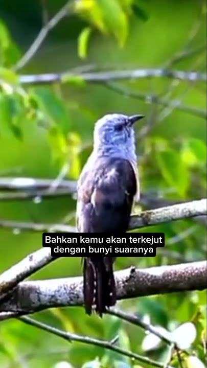 Tampilan Dan Suara Burung Kedasih Dewasa #suaraburung