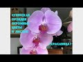 Опять новая  суперская орхидея - огромные цветы и листья! Orchid - huge blooms and leaves! 27&quot; tall!