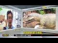 金門觀光IP「萌獸」藏老街 暑假吸親子客潮@newsebc