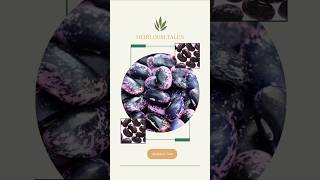 "Scarlet Runner Bean Hummus" with Mulberry Tree's Heirloom Tales