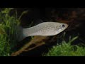 Amazon Molly: How a Sex-Skipping Fish Defies Evolutionary Logic