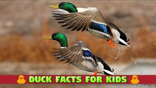Interesting Facts about Ducks - Learn about Ducks for Kids #ducks #funfacts #kidsvideos #kiddizoo