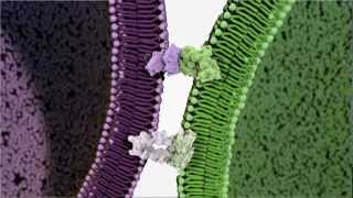 Transplant using Belatacept to Prevent Organ Transplant Rejection