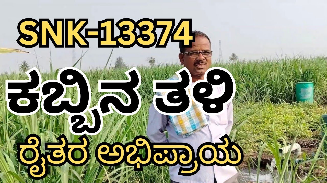 SNK-13374 SUGAR CANE VARIETY| ಕಬ್ಬು, ರೈತರ ಅಭಿಪ್ರಾಯ  
