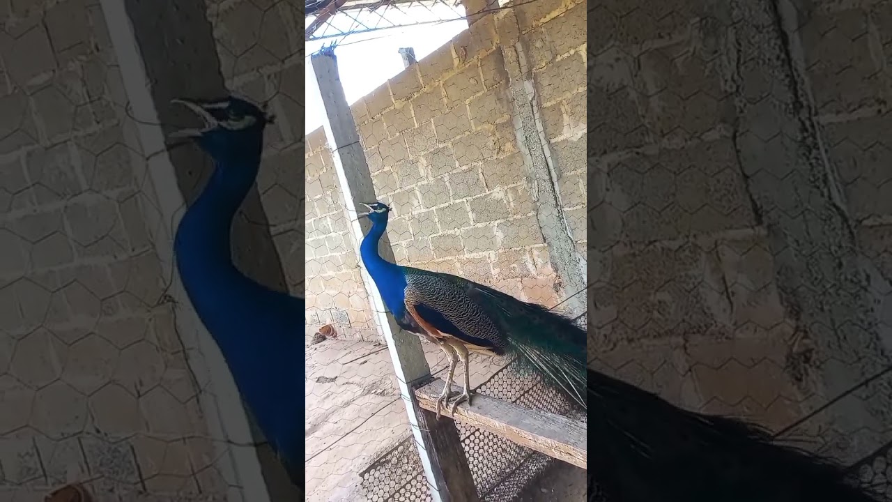 Pavão cantando