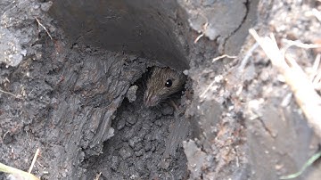 BẮT CHUỘT ĐỒNG VUI NHƯ THẾ NÀO - TT510