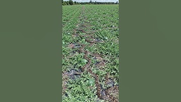 A herd of many pythons was found in a watermelon field 😲 #youtubeshorts