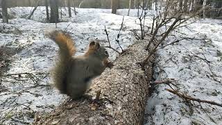 American Red Squirrel - Alaska