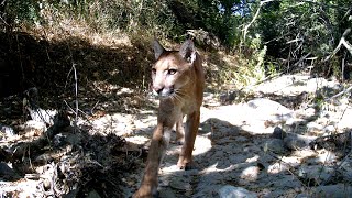Cookie, the mountain lion