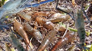 pesca de camarão no rio em covos, camarão de água doce