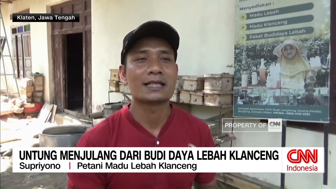 Untung Menjulang dari Budidaya Lebah Klanceng