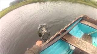 Rainbow trout on surface fly on a Welsh lake