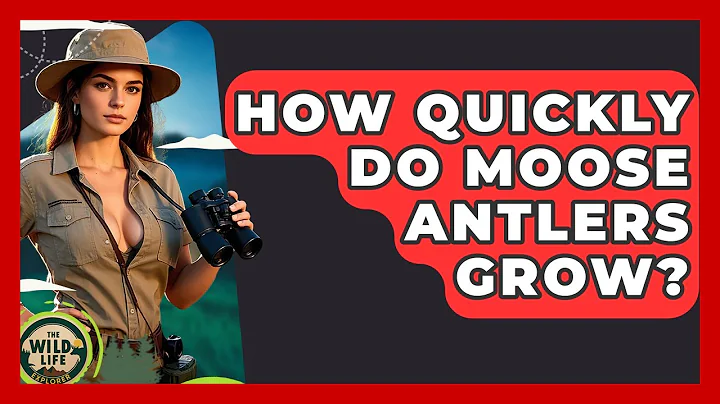 How Quickly Do Moose Antlers Grow? - The Wild Life Explorer