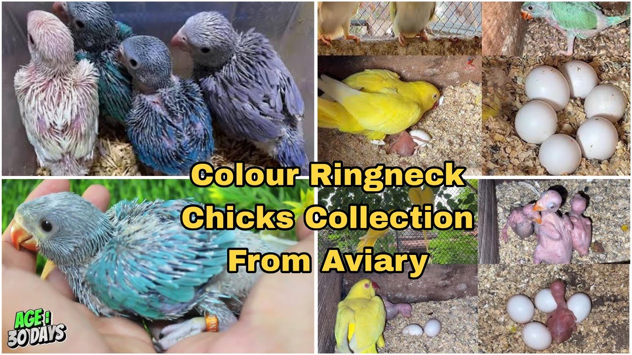 YELLOW , BLUE , WHITE , GREY RINGNECK , RAW PARROTS CHICKS COLLECTION FROM BREEDER PAIRS