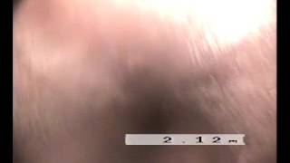 Twf Devonia Road V19