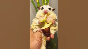 Fatty Eats A Silkworm Pupa With Cheese It Really Relieves Stress 
