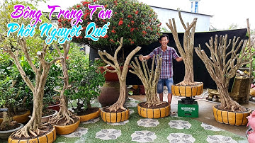 Bông Trang, phôi Nguyệt Quế đẹp - chào bán 14/11📶O949.866039 Mạnh Tường