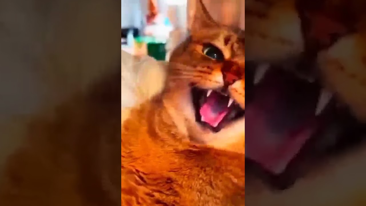 Юмор приколы