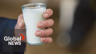 Avian Flu: Us Sees Sales Of Raw Milk Jump Amid Outbreak, But What Are The Risks?