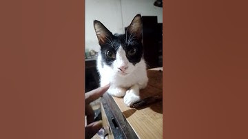 What Happen if Grumpy Cat Try Catnip? WICKED WEDNESDAY!! #shorts #short #shortvideo