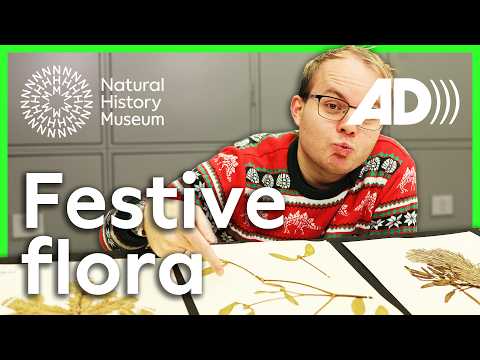 Mistletoe, holly and firs | A closer look at festive flora (Audio Described)