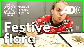 Mistletoe, holly and firs | A closer look at festive flora (Audio Described)