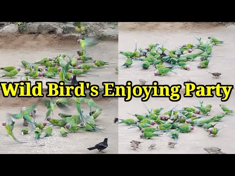 Parrots Natural Group Sounds, Parrots High Quality Audio, Plum Headed Calling Sounds.