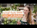 أكثر من 5000 زهرة أوركيد بمهرجان في لندن 