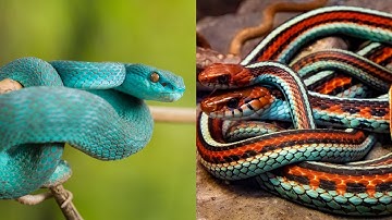Top 10 Most Beautiful Snakes in the World