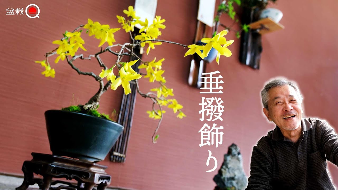 専用出品 コサク様 盆栽鉢三点 YouTube
