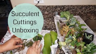 Huge Cuttings Unboxing Rhipsalis Orchid Cactus Kalanchoe