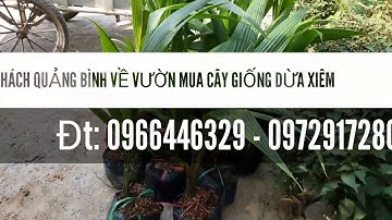 KHÁCH QUẢNG BÌNH VỀ VƯỜN MUA CÂY GIỐNG DỪA XIÊM LÙN