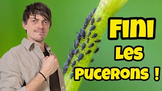 ENFIN une technique qui FONCTIONNE RÉELLEMENT contre les PUCERONS