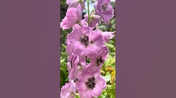 Elatum Delphinium ‘Lucia Sahin’ - deep pink with a brown centre