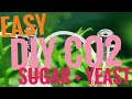 EASY DIY CO2 From Sugar and Yeast for Planted Aquariums