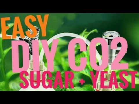 Photo inspiration: Fresh Look at Easy DIY Co2 From Sugar And Yeast For Planted Aquariums
