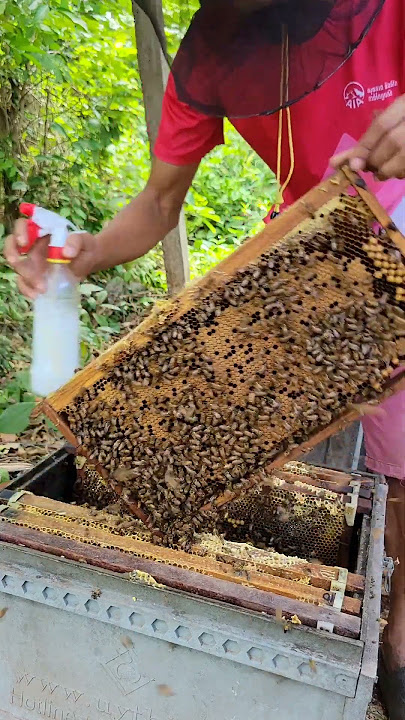 New bee porn #beefeater #honey