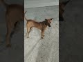 Dog 🐕 love 😘