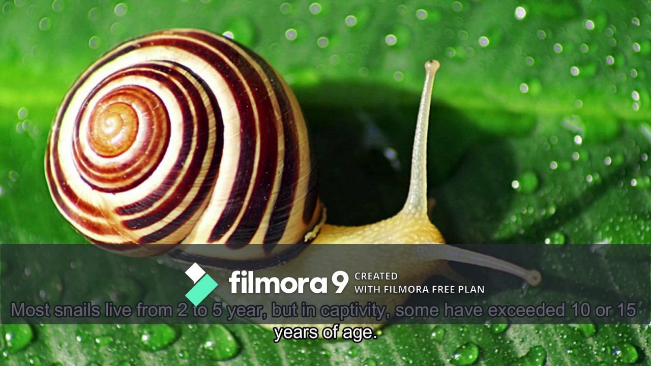 7 facts you didn't know about snails - YouTube