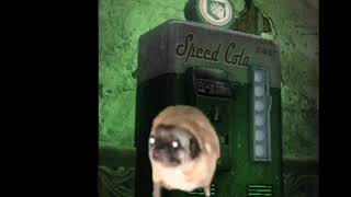 Pug vibing to speed cola