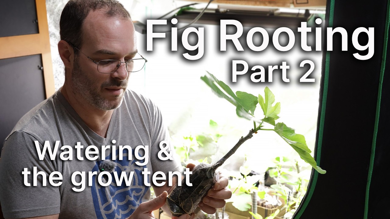 Fig Rooting Part 2:  Watering and the Fig Grow Tent