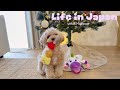 Life in Japan with a Maltipoo 🧸✨ Happy New Year! 🤎 Last days of 2025 🦄🐾