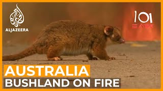 Australia's Wildlife Emergency | 101 East